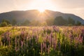 Beautiful summer landscape, sunny meadow of blooming lupine flowers at sunset light