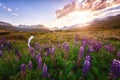 Beautiful summer landscape, sunset over the mountains and flowering valley, Iceland countryside Royalty Free Stock Photo