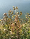 Beautiful shining blue lake and  fluffy yellow flowers on the bank Royalty Free Stock Photo