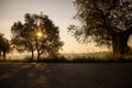 Beautiful summer landscape of Toscana, Italy with many mediterranean plants, olive trees and field grasses. Royalty Free Stock Photo