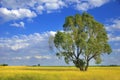 Beautiful summer landscape with tree