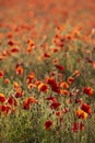 Beautiful Summer landscape of vibrant poppy field in English countryside during late evening sunset Royalty Free Stock Photo