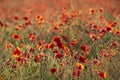 Beautiful Summer landscape of vibrant poppy field in English countryside during late evening sunset Royalty Free Stock Photo