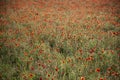 Beautiful Summer landscape of vibrant poppy field in English countryside during late evening sunset Royalty Free Stock Photo