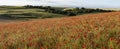 Beautiful Summer landscape of vibrant poppy field in English countryside during late evening sunset Royalty Free Stock Photo