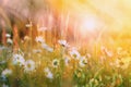 Beautiful summer landscape, wild daisy flowers in the meadow. Warm sunset light Royalty Free Stock Photo