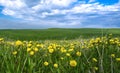 Beautiful summer landscape, yellow flower field on the hills Royalty Free Stock Photo