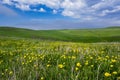 Beautiful summer landscape, yellow flower field on the hills