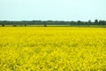 Beautiful summer landscape yellow rapeseed field and blue sky. copy space Royalty Free Stock Photo