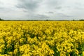 Beautiful summer landscape yellow rapeseed field and blue sky. copy space Royalty Free Stock Photo