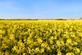 beautiful summer landscape, young rapeseed plants, blue sky, fields of ripening agro culture, vegetable plants, country road, sun