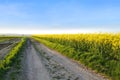 beautiful summer landscape, young rapeseed plants, green fields of ripening agro culture, vegetable lettuce plants, country road,