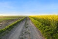 beautiful summer landscape, young rapeseed plants, green fields of ripening agro culture, vegetable lettuce plants, country road,