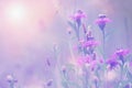 Beautiful summer lilac floral background, wild cornflowers and sunlight