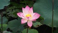 Beautiful summer lotus flower Royalty Free Stock Photo