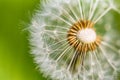 Beautiful summer meadow background. Inspirational nature closeup, abstract floral delicate natural blossom seed, macro Royalty Free Stock Photo