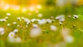 Beautiful summer meadow and daisy flowers with blurred bokeh background Royalty Free Stock Photo