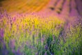 Beautiful summer meadow flowers, colorful lavender landscape