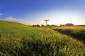 A beautiful summer meadow with a margarite in the back light of the evening sun Royalty Free Stock Photo