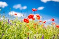 Wonderful scenery. Summer flowers, bright nature field under blue sky with white clouds, idyllic summer landscape Royalty Free Stock Photo