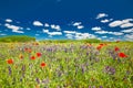 Wonderful scenery. Summer flowers, bright nature field under blue sky with white clouds, idyllic summer landscape Royalty Free Stock Photo