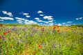 Wonderful scenery. Summer flowers, bright nature field under blue sky with white clouds, idyllic summer landscape Royalty Free Stock Photo