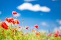 Wonderful scenery. Summer flowers, bright nature field under blue sky with white clouds, idyllic summer landscape Royalty Free Stock Photo