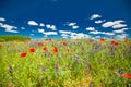 Wonderful scenery. Summer flowers, bright nature field under blue sky with white clouds, idyllic summer landscape Royalty Free Stock Photo