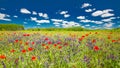 Wonderful scenery. Summer flowers, bright nature field under blue sky with white clouds, idyllic summer landscape Royalty Free Stock Photo