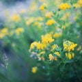 Beautiful summer meadow with plant, grass and flowers, natural background, vintage toning