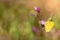 Beautiful summer meadow scene with yellow butterfly an thistle. Soft fokus