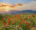Beautiful summer mountain landscape with red poppy and white camomile flowers