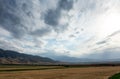 Beautiful summer mountain landscape. Wheat fields and mountains. Kyrgyzstan. Natural background Royalty Free Stock Photo