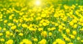 Beautiful summer natural background with yellow dandelion flowers in grass. Green field with yellow dandelions. Panoramic Royalty Free Stock Photo