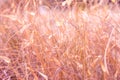 Beautiful summer nature background. Meadow field in prairies with dry tender plants flowers fluffy grass. Warm earthy pink tones