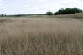 Beautiful summer nature background. Meadow field in prairies with dry tender plants flowers fluffy grass. Warm earthy pink tones Royalty Free Stock Photo