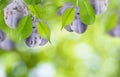 Beautiful summer nature background. Plum tree ripe juicy fruit on branch with green leaves on defocused blurred background with Royalty Free Stock Photo