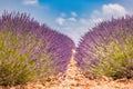 Beautiful summer nature. Lavender field summer sunset landscape near Valensole. Provence, France Royalty Free Stock Photo