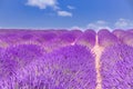 Beautiful summer nature. Lavender field summer sunset landscape near Valensole. Provence, France Royalty Free Stock Photo