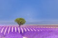 Beautiful summer nature. Lavender field summer sunset landscape near Valensole. Provence, France Royalty Free Stock Photo