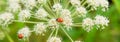 Beautiful summer panoramic background, banner with ladybugs on white wildflowers. Royalty Free Stock Photo