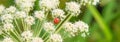 Beautiful summer panoramic background, banner with ladybugs on white wildflowers.