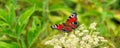 peacock butterfly eye on a white wild flower on a meadow - macro Royalty Free Stock Photo