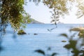 Beautiful summer panoramic seascape. View of the the sea bay with crystal clear azure water. The branches of the old olive tree in