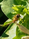 Beautiful summer photo: a bee collects nectar.