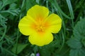 The photo of eschscholzia caespitosa Royalty Free Stock Photo