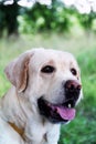 Beautiful summer photo pet dog labrador