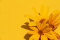 Beautiful summer photo plant sun yellow flower spring background