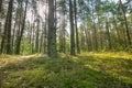 Beautiful summer pine forest Royalty Free Stock Photo