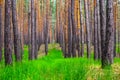 Beautiful summer pine forest Royalty Free Stock Photo